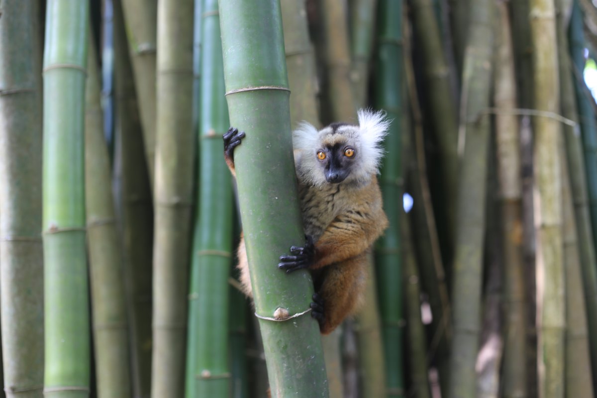 THE ISLAND OF SCENTS