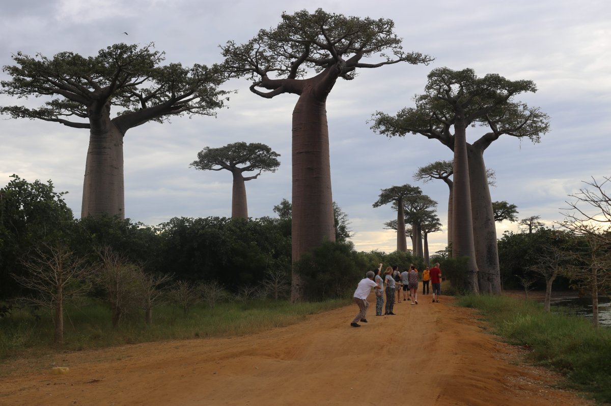BAOBAB TRAIL