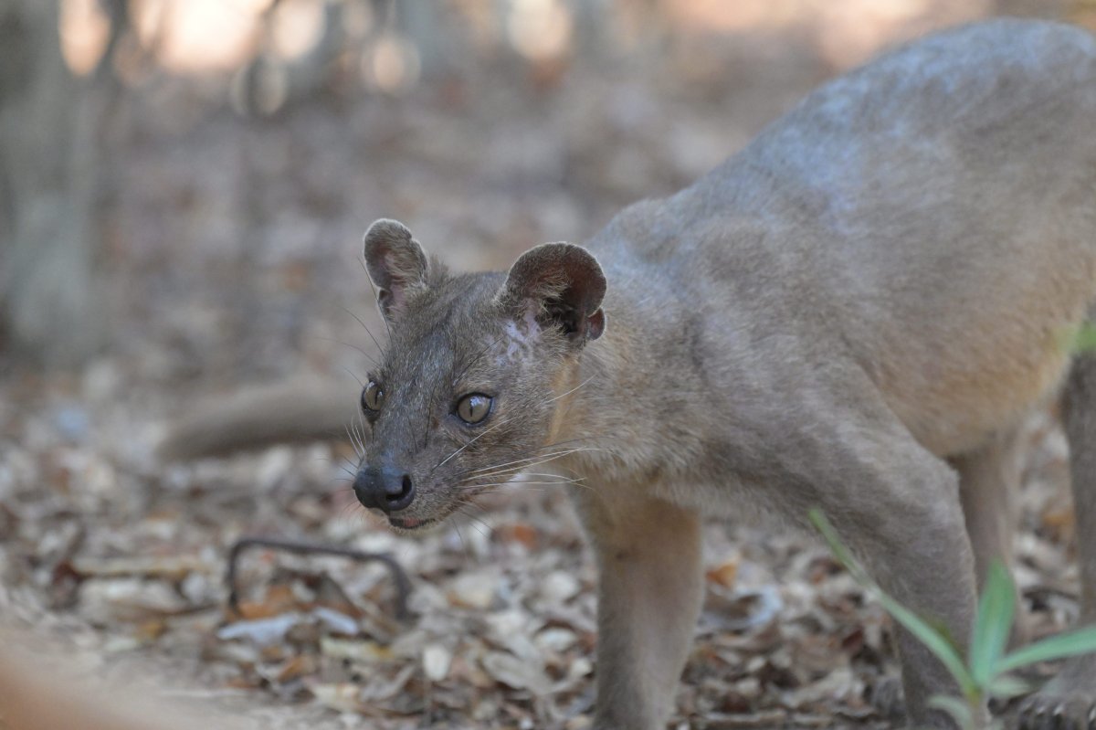 TSIRIBIHINA ADVENTURE