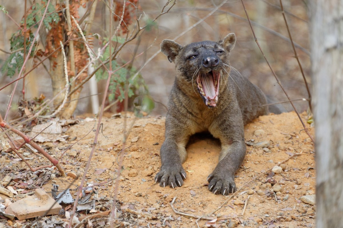 TSIRIBIHINA ADVENTURE